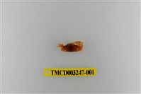 藏品(北方丑招潮蟹)的圖片